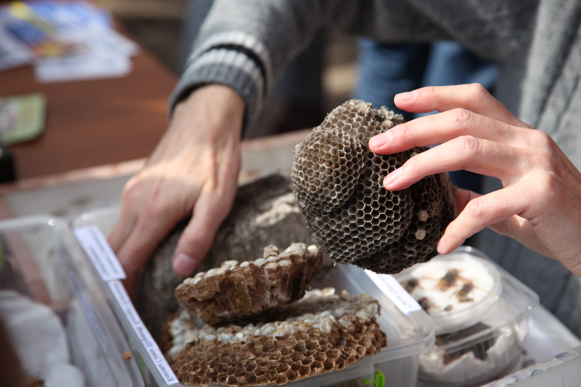 Bee and wasp nest in hands. House of wild bees. Insects.